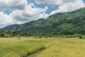 Fototapeta na wymiar landscape with rice field in the mountains