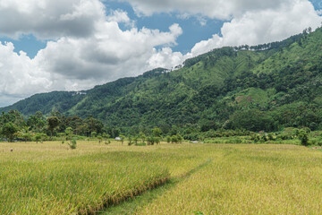 landscape with rice field in the mountains