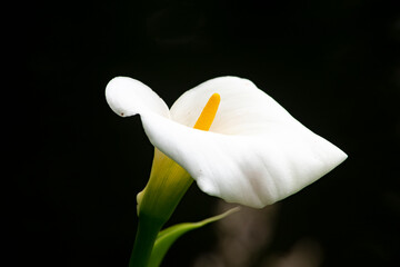 white calla lily 