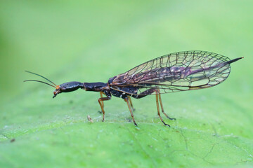 Closeup of one of the odd , bizarre looking snakeflies , Xanthostigma xanthostigma