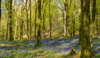Beech forest in the warm spring light with carpets of bluebell flowers.