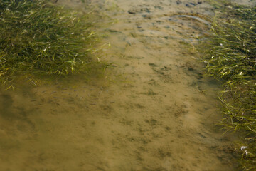 Lake with moss covered in an abstract background.