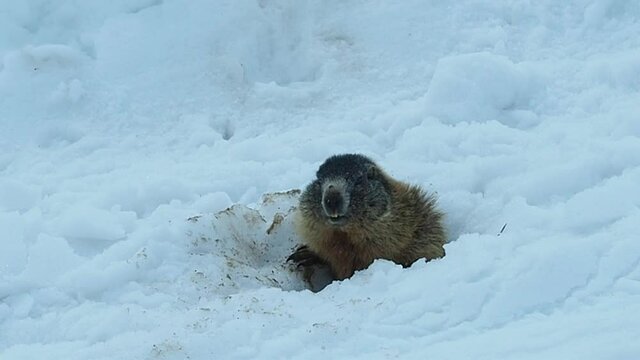 alpine marmot (Marmota marmota) first moves in springtime on snow, seen at Berchtesgaden national park, Germany