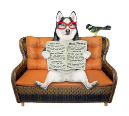 A dog husky in glasses is reading a newspaper on a wicker sofa. White background. Isolated.