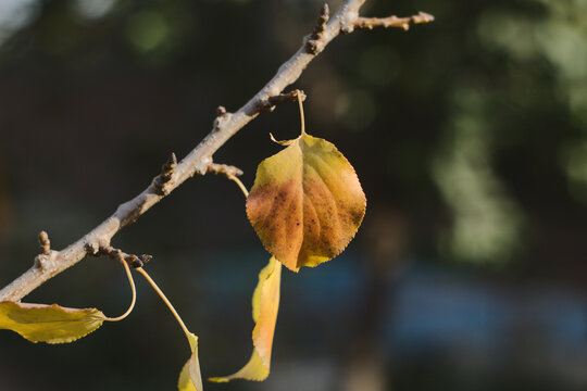 arbol de damasco, llegada de oto&ntilde;o, hojas marchitando