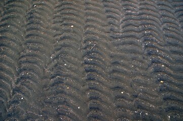 Riffel im Wattenmeer