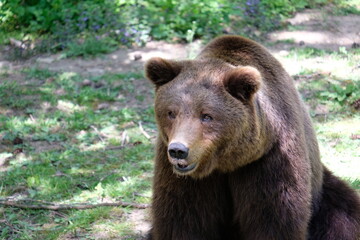 Fototapeta premium Big brown bear in green nature