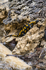 Feuersalamander, Salamander, Feuersalamander im Bergbach, Salamander im Bergbach, Natur 