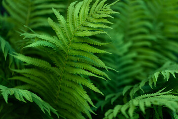 green fern leaves petals background. Deep green foliage. Tropical leaf. Exotic forest plant. Botany concept. Ferns jungles close up. jungle atmosphere and calm zen meditation