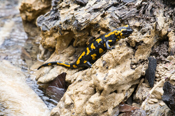 Feuersalamander, Salamander, Feuersalamander im Bergbach, Salamander im Bergbach, Natur 