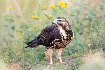 Closeup portrait of a young Swainson's Hawk on a hillside filled with natural plants and yellow flowers in the soft background.