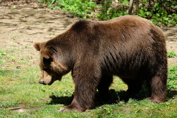 Obraz na płótnie Canvas Beautiful brown bear