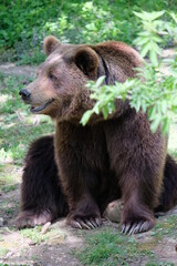 Beautiful brown bear