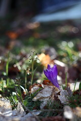 Colorful photo of early spring crocus with nice bokeh effect. Taken with russian vintage portrait lens.