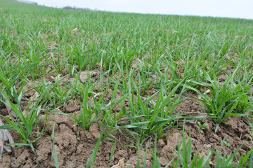 Winter wheat sowings