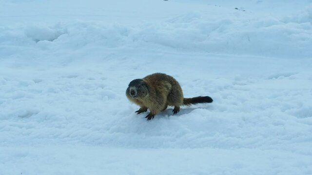 alpine marmot (Marmota marmota) first moves in springtime on snow, seen at Berchtesgaden national park, Germany