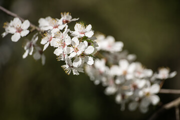 Branch with white plum blossoms in sunny spring day.