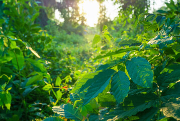 fresh natural green leaves at forest in the morning sunrise.  