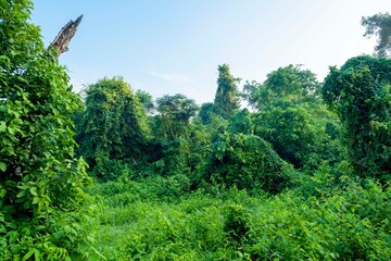 beautiful scenery of green wild nature forest landscapes in rainy season at Thailand.  