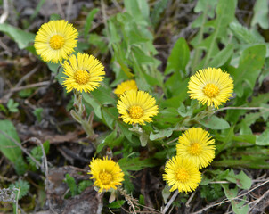 In nature, bloom early spring plant coltsfoot (Tussilago farfara)