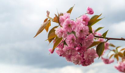 Blossoming orchard in the spring. Blooming sweet Cherry Blossom or Sakura orchard tree on blue sky background. Spring background. Spring orchard