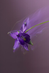Abstract flower photography, long shutter speed, purple petals, purple background