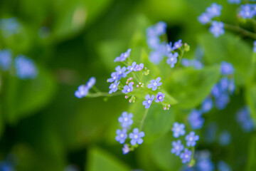 Brunnera plant blooming in spring