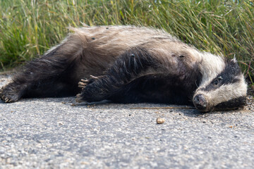 Roadkill, dead animal (badger) on a small country side road. Environnement preservation. France, dr&ocirc;me provencal