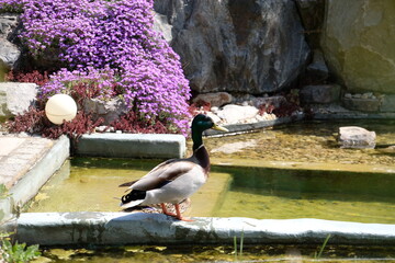 Duck pair at a beautiful lake