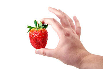 Obraz premium Strawberries in a human hand
