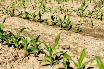 corn plants grow in intensive cultivation