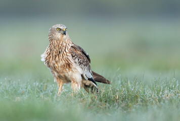 Western Marsh harrier ( Circus aeruginosus )  - male