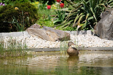 Naklejka premium Duck pair at a beautiful lake