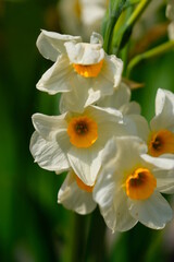 Beautiful white Easter flowers