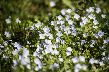 Little blue flowers Veronica filiformis slender Speedwell in the garden in sunny spring day.