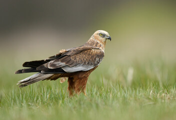 Western Marsh harrier ( Circus aeruginosus )  - male