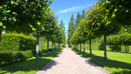 Linden tree alley in summer park. Tilia garden. Decorative trimming. Landscaping. Gardening background. Landscape design. Tiliaceae family. Beauty of green symmetry geometry in nature. Footpath