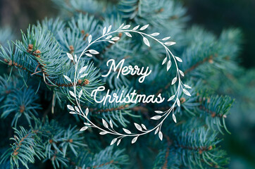 Closeup of Christmas fir tree branch outdoor background