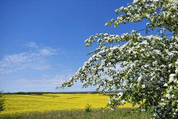 Obraz premium Canola field in bloom during spring