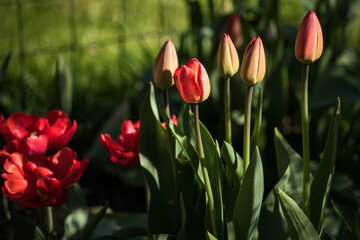 Red tulip buds in sunny spring day.