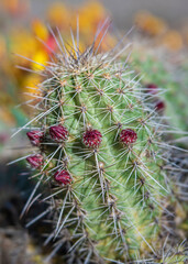 Naklejka na ściany i meble Small Barrel Cactus Plant with Little Red Flower Buds