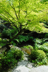 新緑の日本庭園　青紅葉