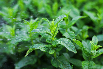 Photos green mint growing in the garden