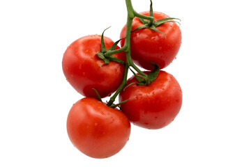 Fresh and juicy hanging tomatoes