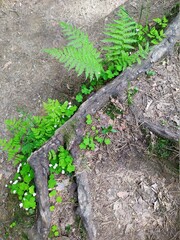 fern, oxalis, green fresh grass on the ground with root in forest