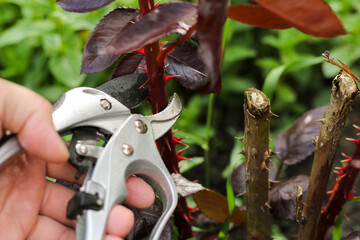 Pruner for pruning rose bushes plants