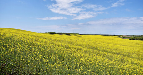 Obraz premium Canola field in bloom during spring
