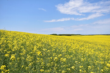 Fototapeta premium Canola field in bloom during spring