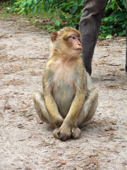 A small brown Barbary ape sits with crossed legs on the forest floor in the monkey forest in Malchow and looks at the visitors with interest.