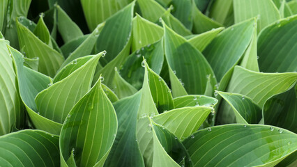mass of dew drops in the morning on hosta leaves 